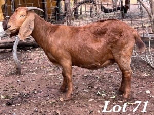 1X KALAHARI RED OOI / EWE Org de Kock