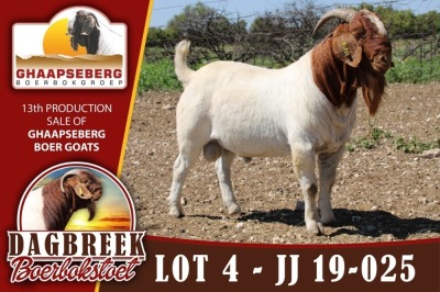 LOT 4 1X RAM BOERBOK DAGBREEKSTOET - KUDDE/FLOCK