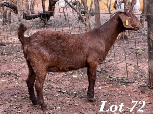 1X KALAHARI RED OOI / EWE Org de Kock