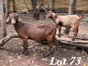 1X KALAHARI RED OOI / EWE Org de Kock