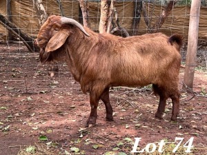 1X KALAHARI RED RAM Org de Kock