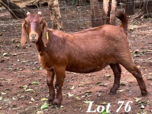 1X KALAHARI RED OOI / EWE Org de Kock