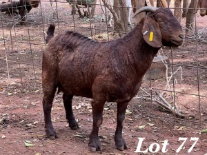 1X KALAHARI RED OOI / EWE Org de Kock