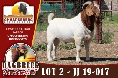 LOT 2 1X RAM BOERBOK DAGBREEKSTOET - KUDDE/FLOCK