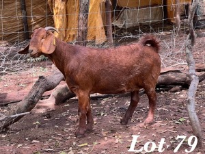 1X KALAHARI RED OOI / EWE Org de Kock