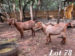 1+1X KALAHARI RED OOI / EWE Org de Kock