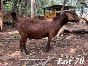 1X KALAHARI RED OOI / EWE Org de Kock