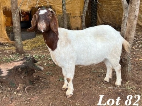 1X BOERBOK OOI / EWE Org de Kock
