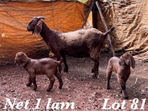 1+1X KALAHARI RED OOI / EWE Org de Kock