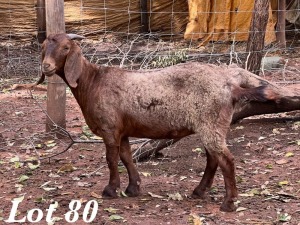 1X KALAHARI RED OOI / EWE Org de Kock