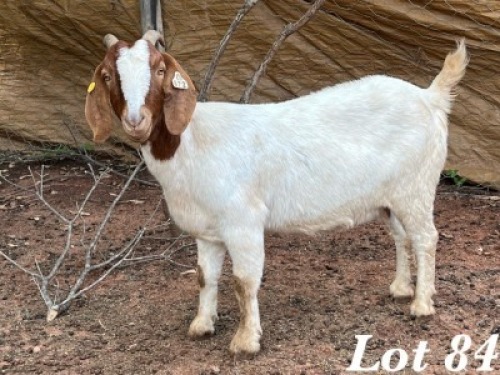 1X BOERBOK OOI / EWE Org de Kock