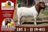 LOT 5 1X RAM BOERBOK DAGBREEKSTOET - KUDDE/FLOCK