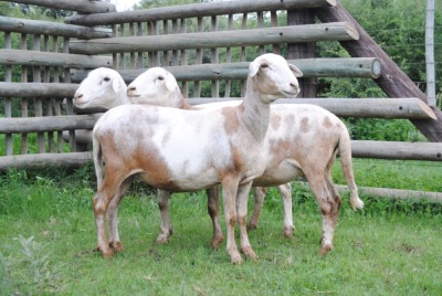 LOT 70 2X MEATMASTER OOI/EWE VOORWAARTS BOERDERY(PER STUK OM LOT TE NEEM/PER PIECE TO TAKE THE LOT)