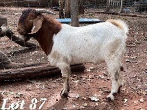 2X BOERBOK RAM Org de Kock