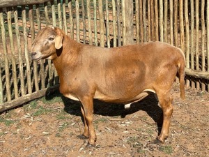 1X MEATMASTER RAM ROELIEN JANSEN VAN VUUREN / T.A VLAKKIES KRAAL