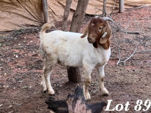 1X BOERBOK RAM Org de Kock