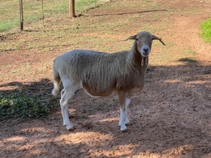 2X MEATMASTER OOI / EWE ROELIEN JANSEN VAN VUUREN / T.A VLAKKIES KRAAL