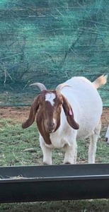 1X BOERBOK OOI / EWE ROELIEN JANSEN VAN VUUREN / T.A VLAKKIES KRAAL