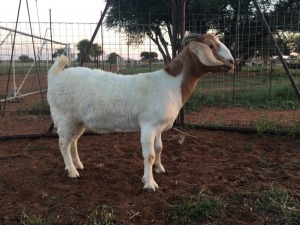 3X BOERBOK OOI / EWE JUAN VAN TONDER / T.A STOCKPOORT BOERBOK