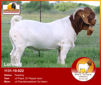 LOT 6 1X RAM BOERBOK DESRÈ FERREIRA - KUDDE/FLOCK