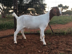 3X BOERBOK OOI / EWE JUAN VAN TONDER / T.A STOCKPOORT BOERBOK