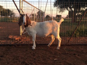 3X BOERBOK OOI / EWE JUAN VAN TONDER / T.A STOCKPOORT BOERBOK