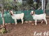 2X BOERBOK OOI / EWE Adri Malan (Per stuk om lot te neem)