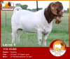 LOT 6 1X RAM BOERBOK DESRÈ FERREIRA - KUDDE/FLOCK - 2