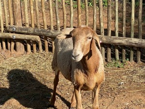 2X MEATMASTER OOI / EWE ROELIEN JANSEN VAN VUUREN / T.A VLAKKIES KRAAL