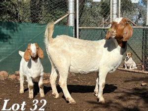 1+1X BOERBOK OOI / EWE Stoet Geplaat Adri Malan