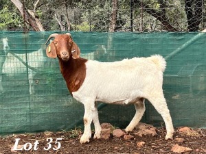 1X BOERBOK OOI / EWE Stoet Geplaat Adri Malan