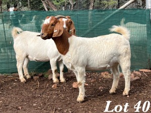 2X BOERBOK OOI / EWE Stoet Geplaat Adri Malan (Per stuk om lot te neem)