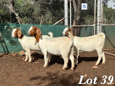 3X BOERBOK OOI / EWE Stoet Geplaat Adri Malan (Per stuk om lot te neem)