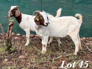 2X BOERBOK OOI / EWE Adri Malan (Per stuk om lot te neem)