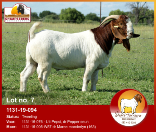 LOT 7 1X RAM BOERBOK DESR&Egrave; FERREIRA - KUDDE/FLOCK