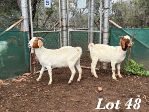 2X BOERBOK OOI / EWE Adri Malan