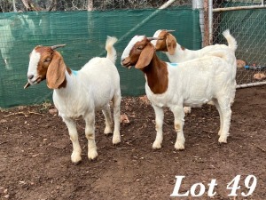 3X BOERBOK OOI / EWE Adri Malan (Per stuk om lot te neem)