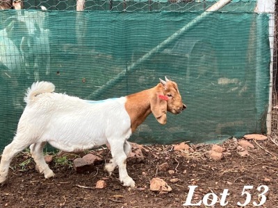 3X BOERBOK RAM Adri Malan (Per stuk om lot te neem)