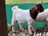 1X BOERBOK RAM Adri Malan