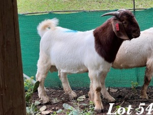 1X BOERBOK RAM Adri Malan