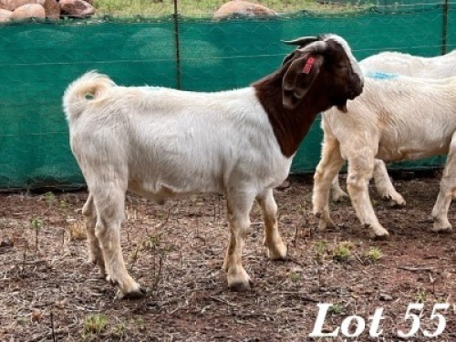1X BOERBOK RAM Adri Malan