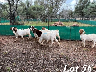 4X BOERBOK RAM Adri Malan