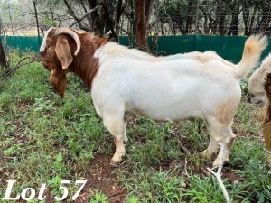 1X BOERBOK RAM Adri Malan (Per stuk om lot te neem)