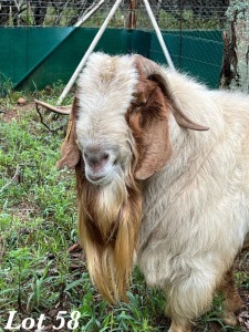 1X BOERBOK RAM Adri Malan