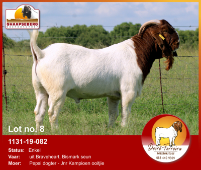 LOT 8 1X RAM BOERBOK DESRÈ FERREIRA - KUDDE/FLOCK