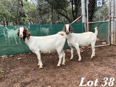 2X BOERBOK OOI / EWE Stoet Geplaat Adri Malan (Per stuk om lot te neem)