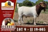 LOT 9 1X RAM BOERBOK DAGBREEKSTOET - STOET/STUD