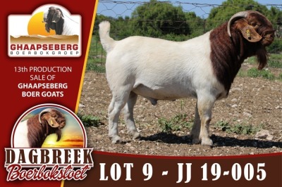 LOT 9 1X RAM BOERBOK DAGBREEKSTOET - STOET/STUD