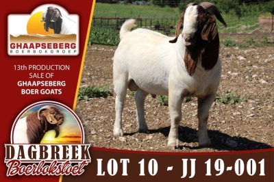 LOT 10 1X RAM BOERBOK DAGBREEKSTOET - KUDDE/FLOCK