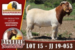 LOT 15 1X RAM BOERBOK DAGBREEKSTOET - KUDDE/FLOCK